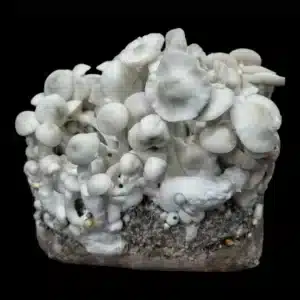 Two bags of Jack Frost mushrooms showing full, healthy flushes against a blue background.