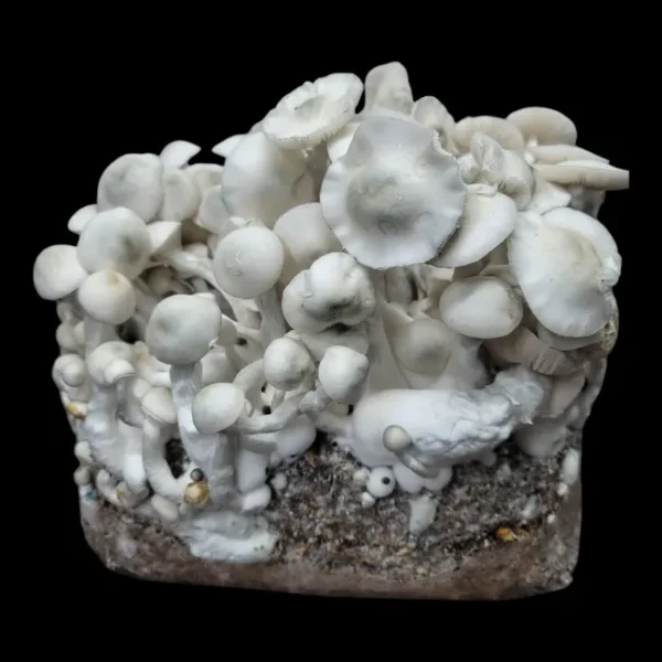 Two bags of Jack Frost mushrooms showing full, healthy flushes against a blue background.