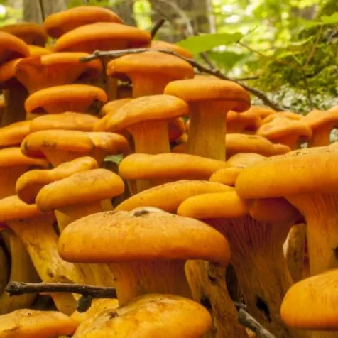 Bright orange Jack O lantern mushrooms growing at the base of a tree