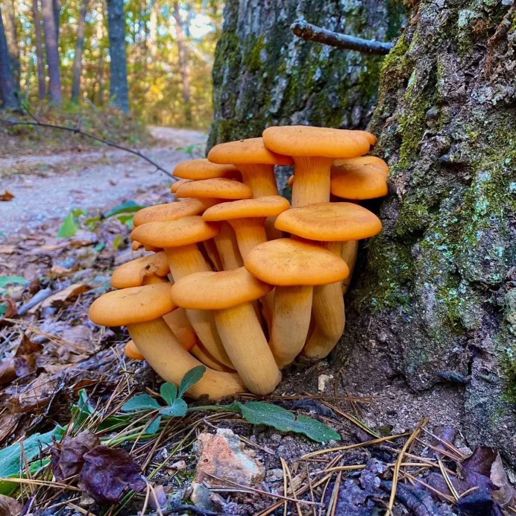 Jack O lantern mushrooms growing at the base of a tree