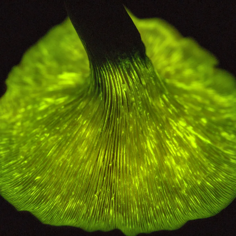 Jack O lantern mushrooms showing off their bioluminescent traits
