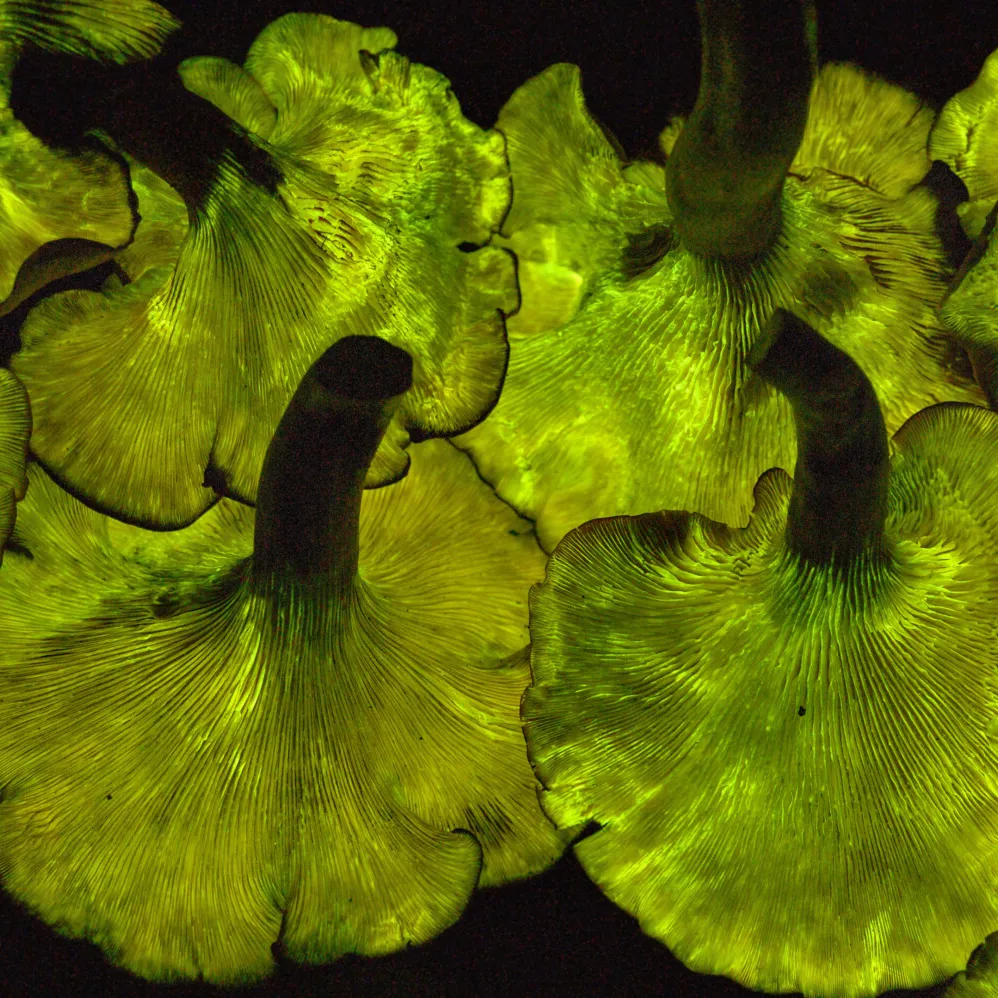 Jack o Lantern mushrooms glowing green with bioluminescent