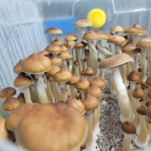 Jedi Mind Fuck Psilocybe cubensis fruiting body, tall stipe with chestnut brown umbonate cap.