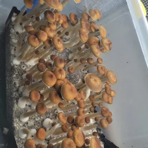 JMF Psilocybe cubensis specimen with tan-brown stipe and large cap, minimal sporulation.