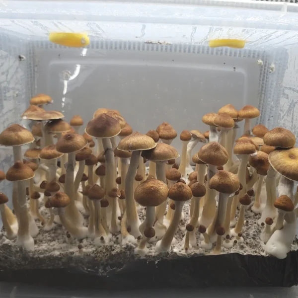 Cluster of Jedi Mind Fuck mushrooms highlighting towering growth and distinctive cap shape.