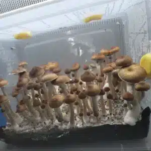 Mature Jedi Mind Fuck mushroom with medium gills and subtle purplish-brown spores visible.