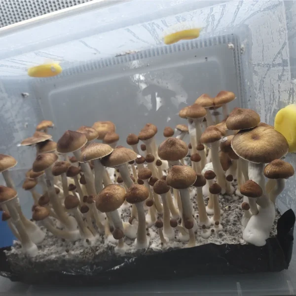 Mature Jedi Mind Fuck mushroom with medium gills and subtle purplish-brown spores visible.