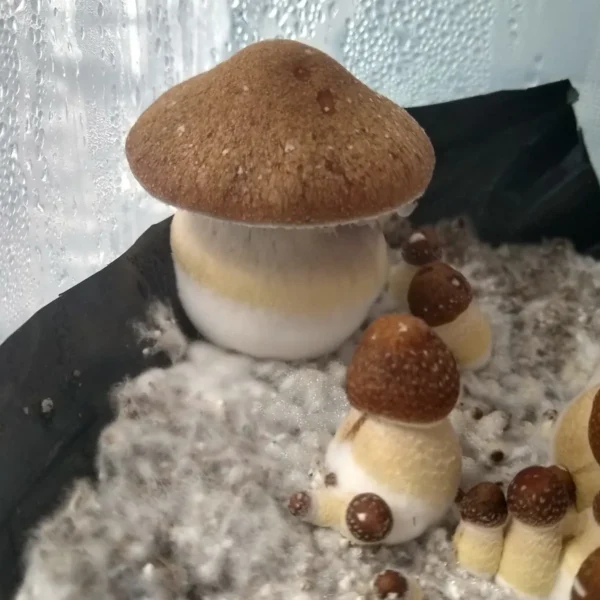 Koh Samui Classic mushrooms with short, stout stems and classic toadstool-shaped caps, flushing in a cultivation tote.
