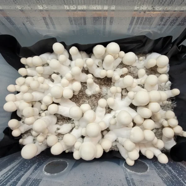 Close-up of King Boo mushroom, showing its striking all-white albino cap and stem.