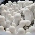 King Boo - Spore Swab