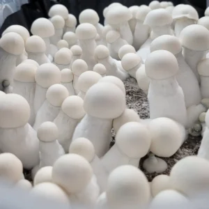 King Boo cubensis strain, derived from Ghost, producing ultra-white albino fruit bodies.