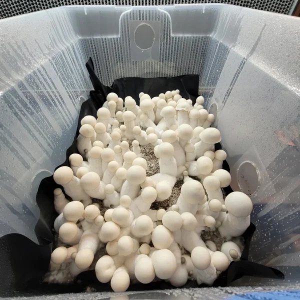Distinctive King Boo mushroom, pure white hybrid descended from the True Albino Teacher lineage.