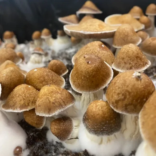 Close-up of KSC Psilocybe cubensis showing thick stems and rich-colored toadstool caps during growth.