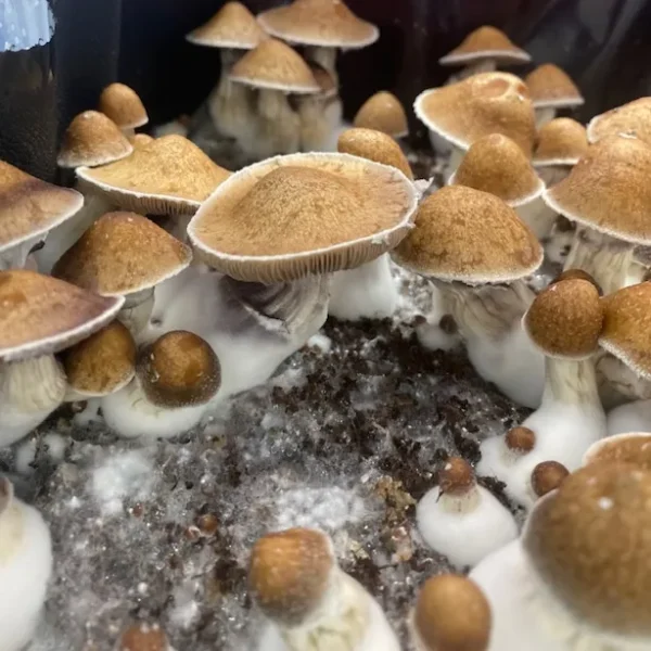 Short, robust Koh Samui Classic mushrooms with characteristic tropical toadstool appearance.