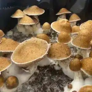 Ksc4 Tropical Koh Samui Classic strain mushrooms displaying stout growth and classic toadstool form in cultivation.