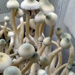 Close-up of Leucistic A+ spore syringe highlighting pale off-white caps and genetically stable spores for collection and study.