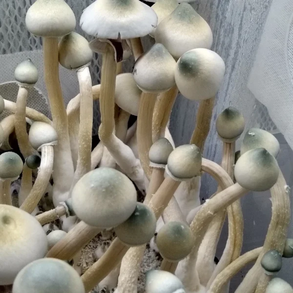Close-up of Leucistic A+ spore syringe highlighting pale off-white caps and genetically stable spores for collection and study.
