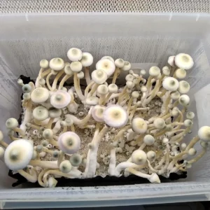 Leucistic A+ Psilocybe cubensis spore syringe showing off-white mushroom traits with deep purple spores for microscopy and research.