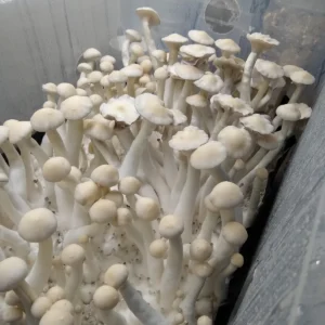Leucistic Burma mushroom with off-white cap, showing purple spores and mycelium growing along the surface.