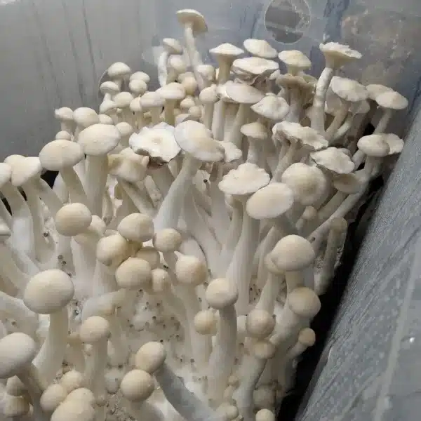 Leucistic Burma mushroom with off-white cap, showing purple spores and mycelium growing along the surface.