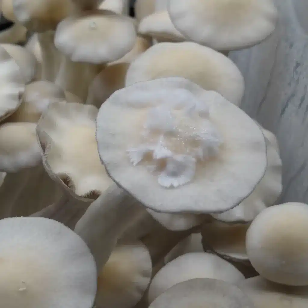 Leucistic Burma an off white colored mushroom that produces purple spores. The mushroom cap has mycelium growing off of it.