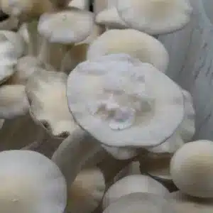 Leucistic Burma an off white colored mushroom that produces purple spores. The mushroom cap has mycelium growing off of it.