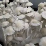 Leucistic Burma - Spore Syringe
