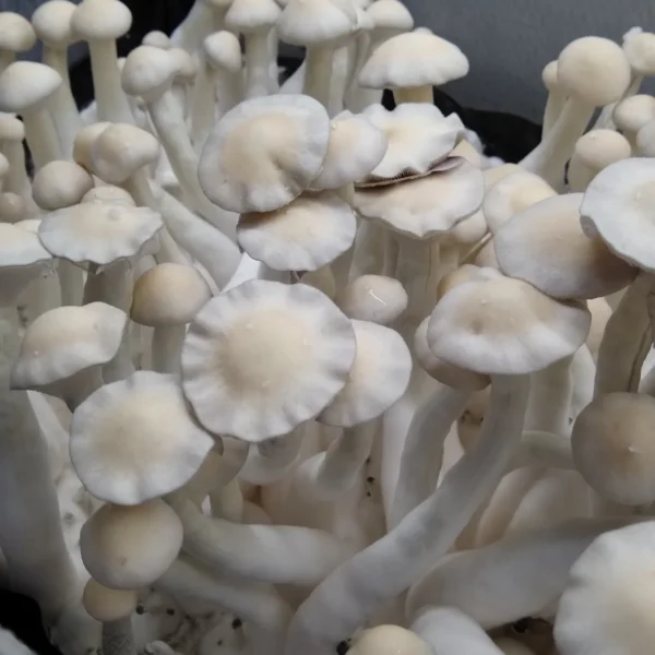 Off-white Leucistic Burma fruiting body, spores visible in purple, mycelium extending from the cap.