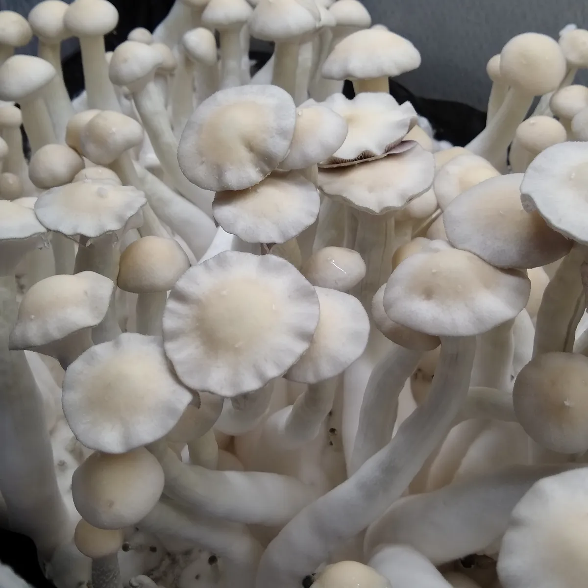 Off-white Leucistic Burma fruiting body, spores visible in purple, mycelium extending from the cap.