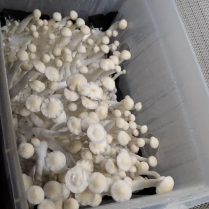 Side angle of Leucistic Burma with pale cap, producing purple spores, and delicate mycelial growth.
