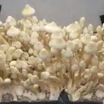 Leucistic A+ Isolated Spore Syringe