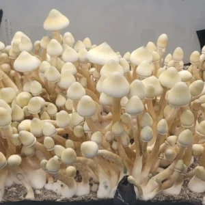 Psilocybe cubensis Leucistic A+ spore syringe with dark purple spores and strong colonization potential, ideal for microscopic observation.
