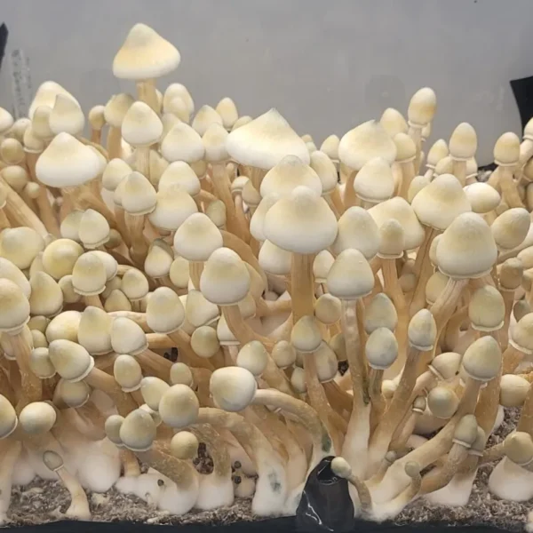 Psilocybe cubensis Leucistic A+ spore syringe with dark purple spores and strong colonization potential, ideal for microscopic observation.