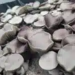 Leucistic Chodewave Spore Print