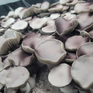 Leucistic Chodewave spore print from short off-white mushrooms producing purple spores, hybrid of Tidalwave and Albino Penis Envy.