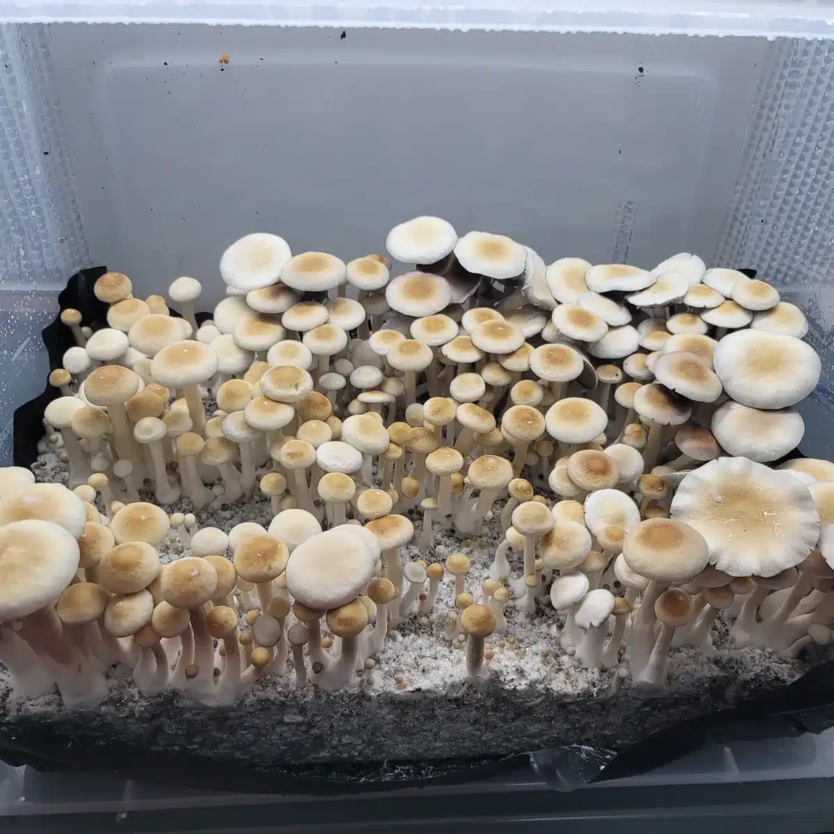 Burma showing Leucistic and regular features. This is a beautiful flush of mushrooms.