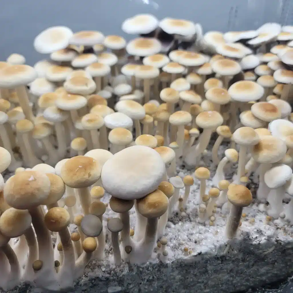 Burma cubensis flushing in multiple coloring.