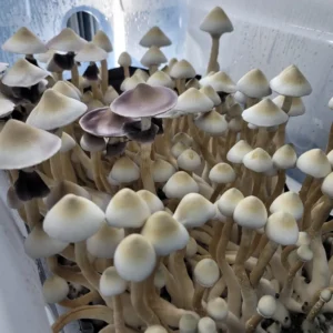Leucistic Tosohatchee Psilocybe cubensis with pale off-white caps and slender stems.