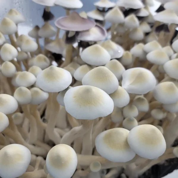 Close-up of leucistic Tosohatchee mushroom showing its faint pigmentation and delicate form.
