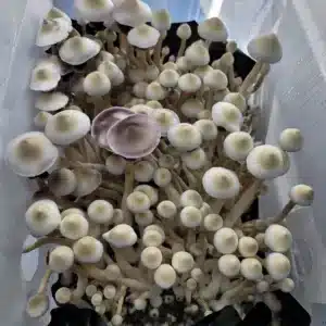 Tosohatchee Psilocybe cubensis variety showing leucistic traits and elegant fruit body structure.