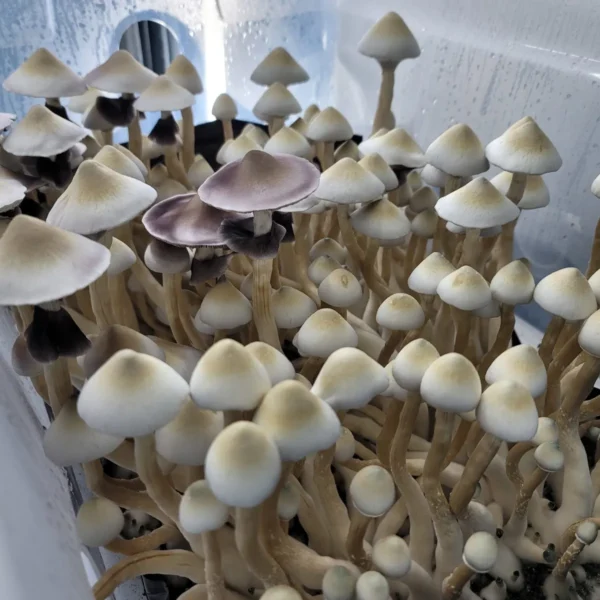 Cluster of Tosohatchee cubensis fruiting bodies in leucistic expression, creamy-white with subtle tones.