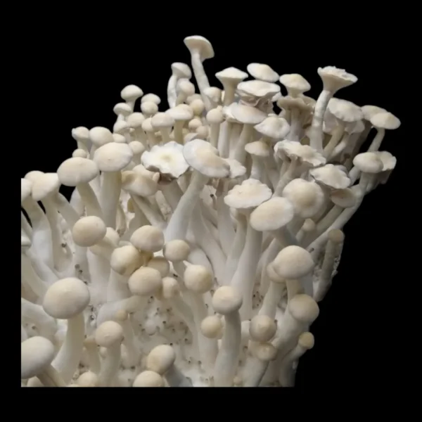 Close-up of Leucistic Burma mushroom, off-white coloration, purple spore deposit, with mycelium on the cap.