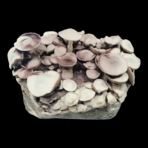 Purple spore print of Leucistic Chodewave, a rare Psilocybe cubensis hybrid with off-white, leucistic fruiting bodies.