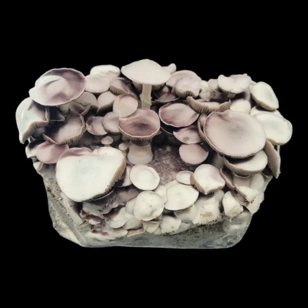 Purple spore print of Leucistic Chodewave, a rare Psilocybe cubensis hybrid with off-white, leucistic fruiting bodies.