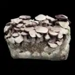 Leucistic Chodewave Spore Syringe