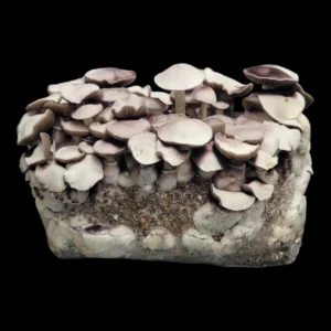 Unique Leucistic Chodewave mushroom spore print, showcasing short pale mushrooms and vibrant purple spores for microscopy and collection.