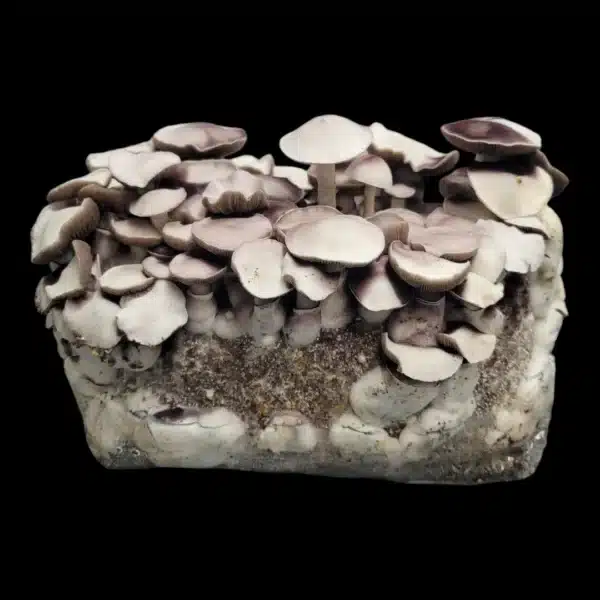Unique Leucistic Chodewave mushroom spore print, showcasing short pale mushrooms and vibrant purple spores for microscopy and collection.