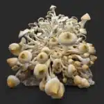 Leucistic Golden Teacher Spore Swab