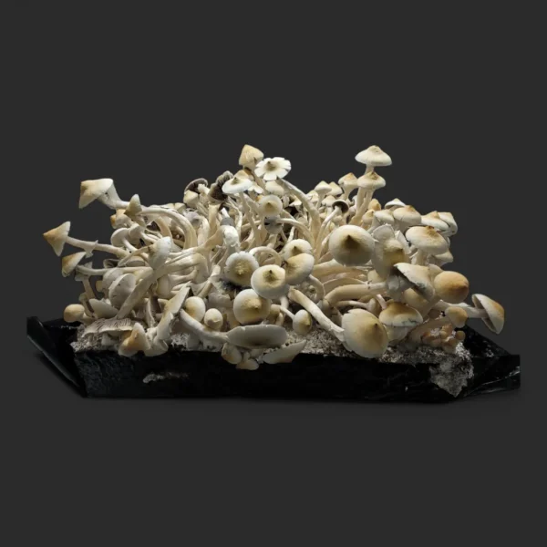 Close-up of Leucistic Golden Teacher mushroom, off-white coloration and reduced sporulation.