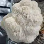 Lions Mane - Liquid Culture 20cc